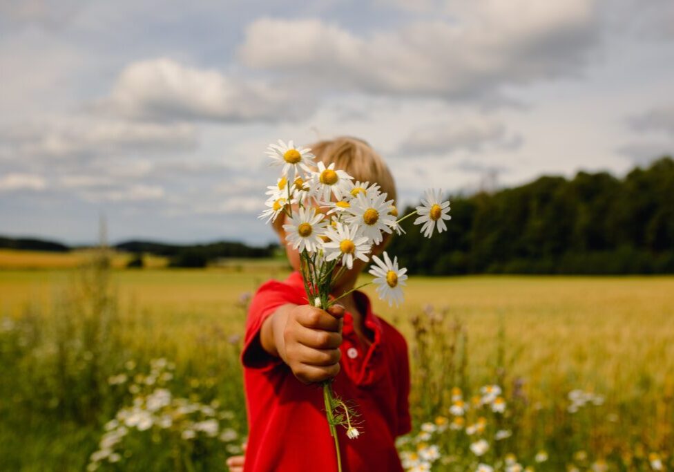 Beautiful,Little,Child,,Boy,Holding,Daisy,Flowers,In,Field,,Bouquet